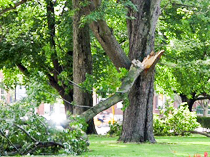 Trees behind the Sarnia Library also sustained damage. Laura Austin