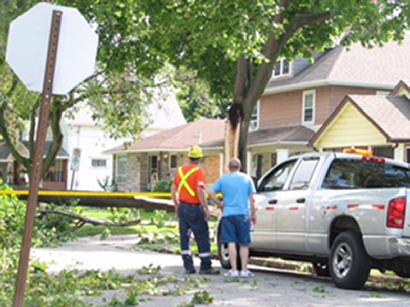 This tree on Euphemia Street was struck by lightning. Laura Austin