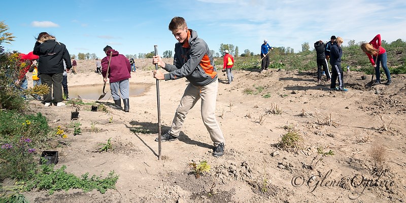 Josh Kita uses a large pick to prepare planting holes in the new wetlands. Glenn Ogilvie