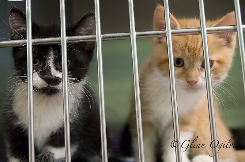 Stray cats at the Sarnia and District Humane Society waiting for adoption.