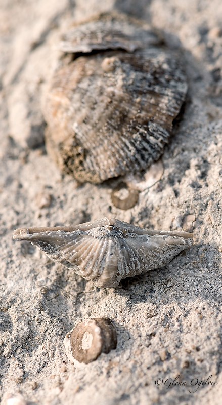 The two larger fossils are clam-like animals called brachiopods; the smaller ones are pieces of plant stems, known as crinoids.