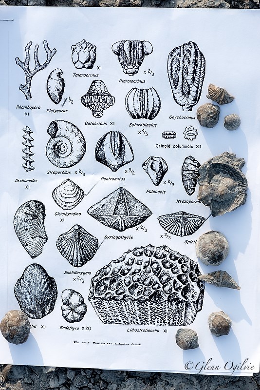 A paper guide to local fossils is held down by a few of the real things gathered near the Blue Water Bridge. Glenn Ogilvie