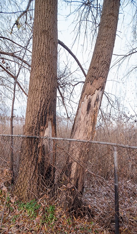 Damage done by phragmites fires on the Howard Watson Nature Trail.