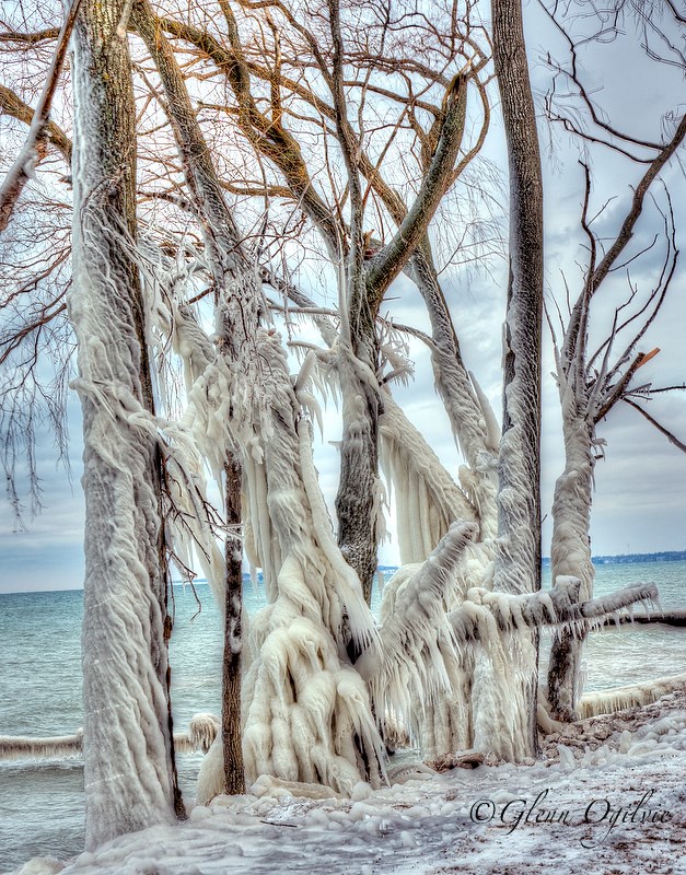 Winds and waves spray combined with cold temperatures to rime these tree on the Lake Huron shoreline in Sarnia.    