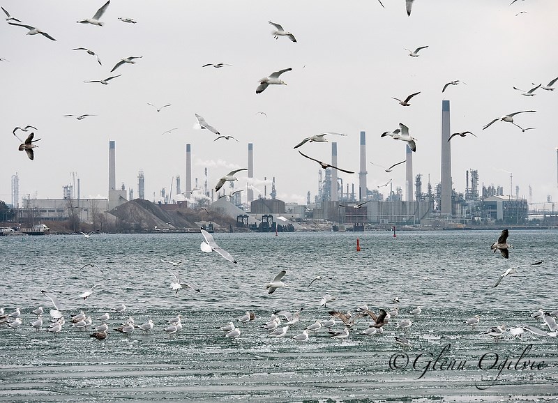 Seagulls congregate on and over the thin ice of Sarnia Bay. The Bluewater Anglers ice fishing derby set for Saturday has been cancelled this year, and isn't being rescheduled.  