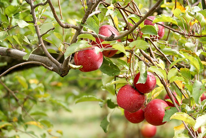Tree fruits, like these apples, will soon be growing on public land again.