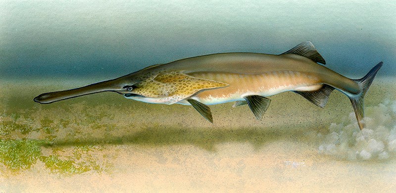 A rare paddlefish caught in Sarnia caused a media sensation 142 years ago.