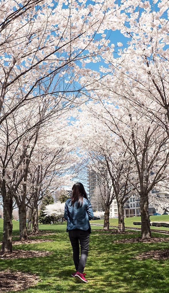 Skylar Wong walks through a small forest of cherry trees in blossom at Centennial Park.