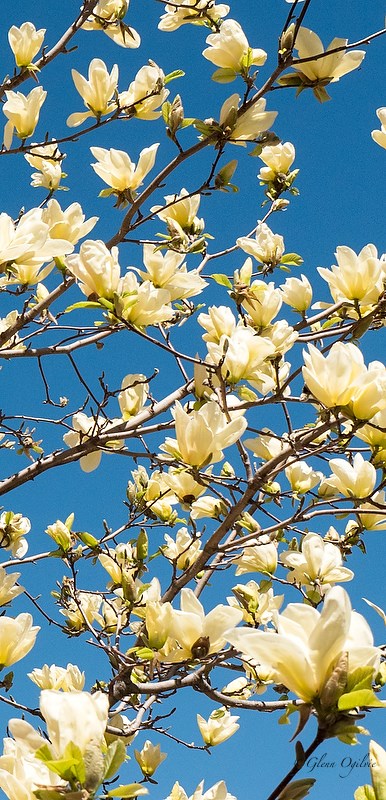 Creamy yellow flowers blossomed beautifully on this Magnolia tree at the Lawrence House in Sarnia.