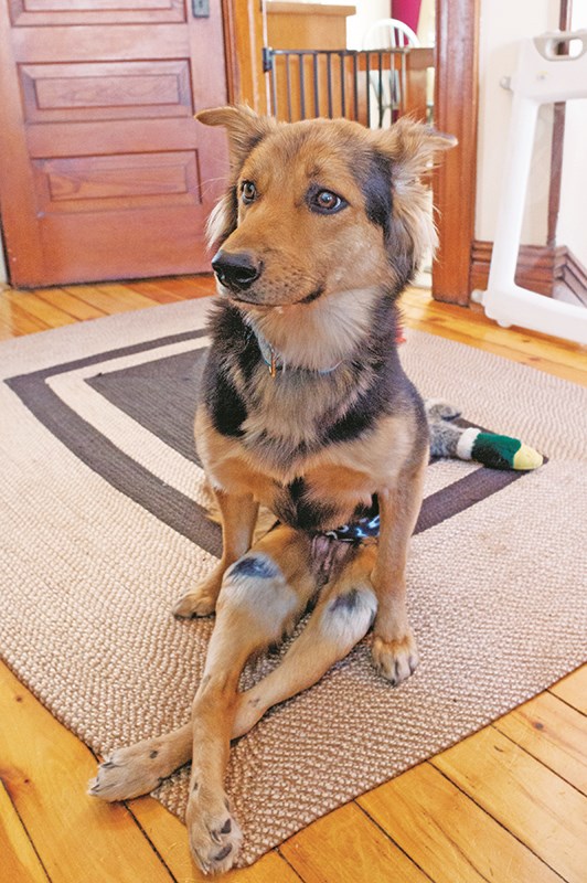 Leo is a German shepherd mix left a paraplegic after being hit by a motorcycle in Thailand. Glenn Ogilvie file photo