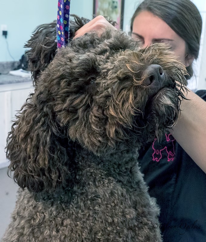 Lucy, a barbet waterdog, getts a good brushing from stylist Christine Bryan. Glenn Ogilvie