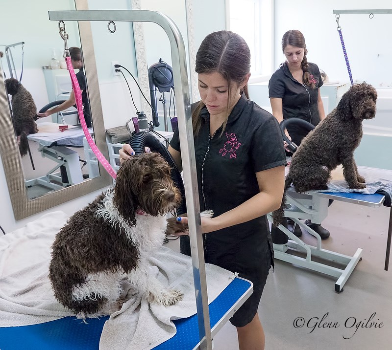 Julie Labelle, foreground, blow dries Tula, a mini Australian doodle, while Christine Bryan does the same to Lucy, a barbet waterdog. Glenn Ogilvie
