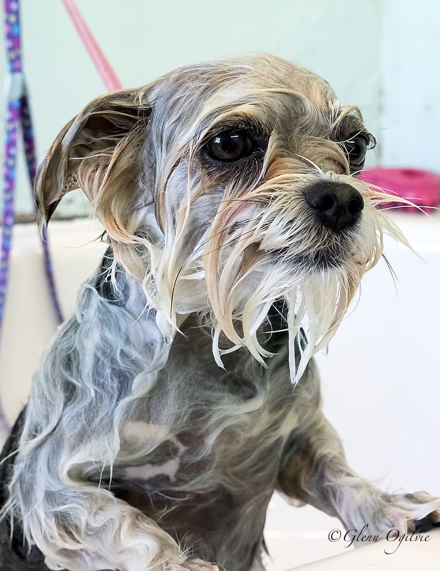 Bella, a yorkie mix, appears somewhat less than impressed by her bath. Glenn Ogilvie
