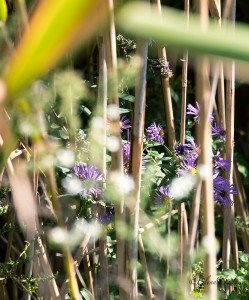 Native plants like bulrushes, cattails and these purple asters are disappearing as phragmites chokes them out. The roots of the invasive reed release chemicals that kill off neighbouring plants. Glenn Ogilvie 