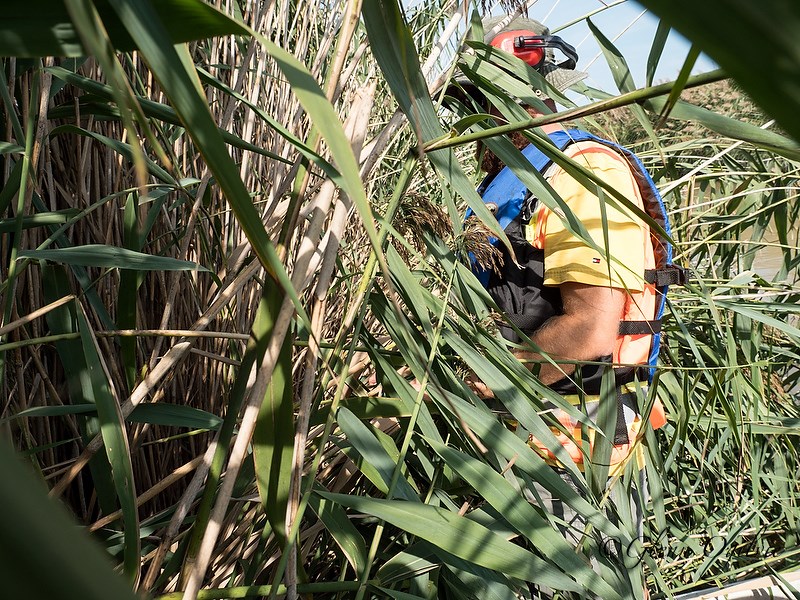 City drainage superintendent Dave Moores wades into a dense stand of phragmites. Glenn Ogilvie 