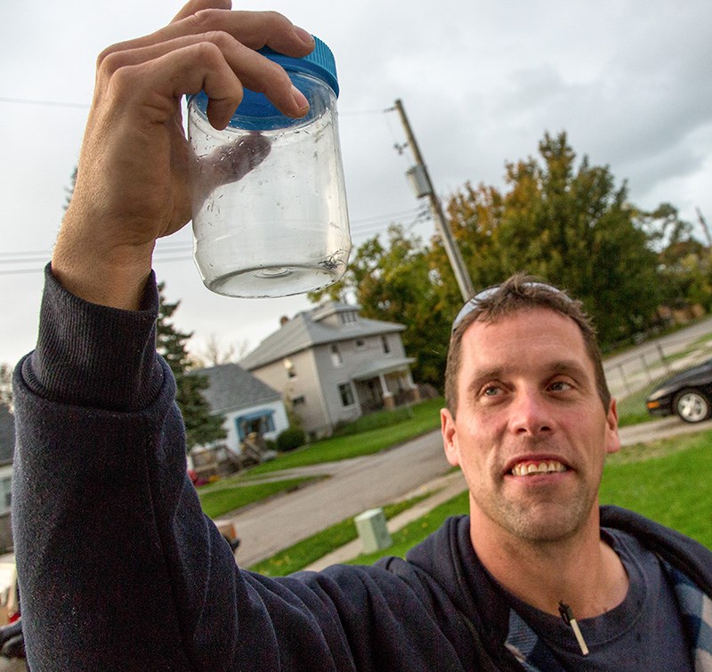 HVAC technician Shawn Breyer holds a female black widow spider he found while servicing an air conditioning unit at a commercial site in Sarnia. Troy Shantz