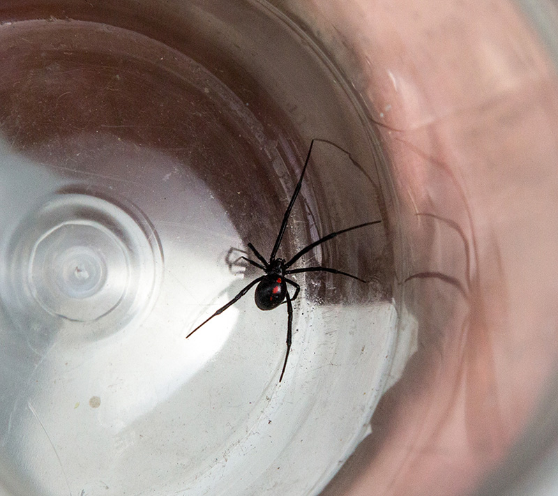 Black Widow: America's most venomous spider, News