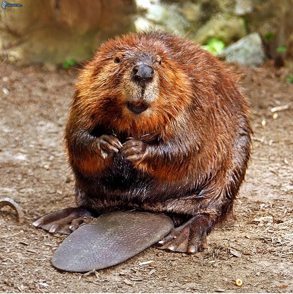 beaver2