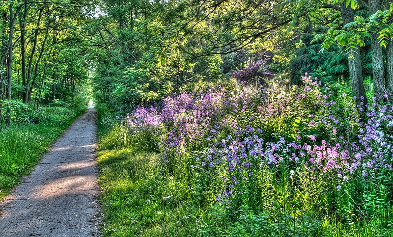 Wildflowers (phlox ) along the Howard Watson Trail