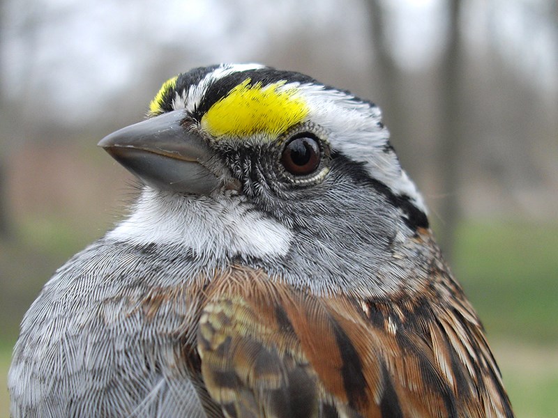 White-throated sparrow is another bird found in the park. Native Territories Avian Research Project