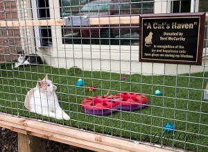 The Cat Haven was made possible by Michael Shepley on behalf of his mother Terri McCarthy, a long-time supporter of the Humane Society. Glenn Ogilvie