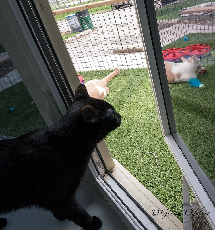 A cat looks interested in joining a play group outside. Glenn Ogilvie