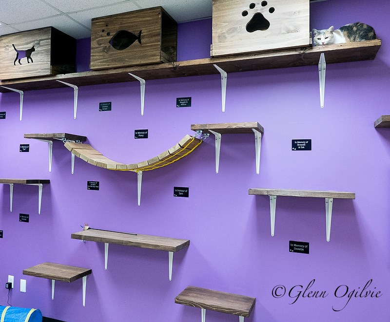 Wall shelving in the play room provides places to jump and play. Glenn Ogilvie 