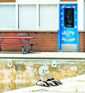 A trio of mallard ducks sit on the edge of the damaged and defunct Jackson Pool. Glenn Ogilvie
