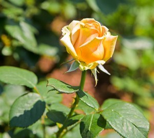 A "Marilyn Monroe' rose.