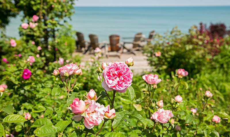 Roses are found throughout the Papineau's Bright's Grove property, which faces Lake Huron to the north. Troy Shantz