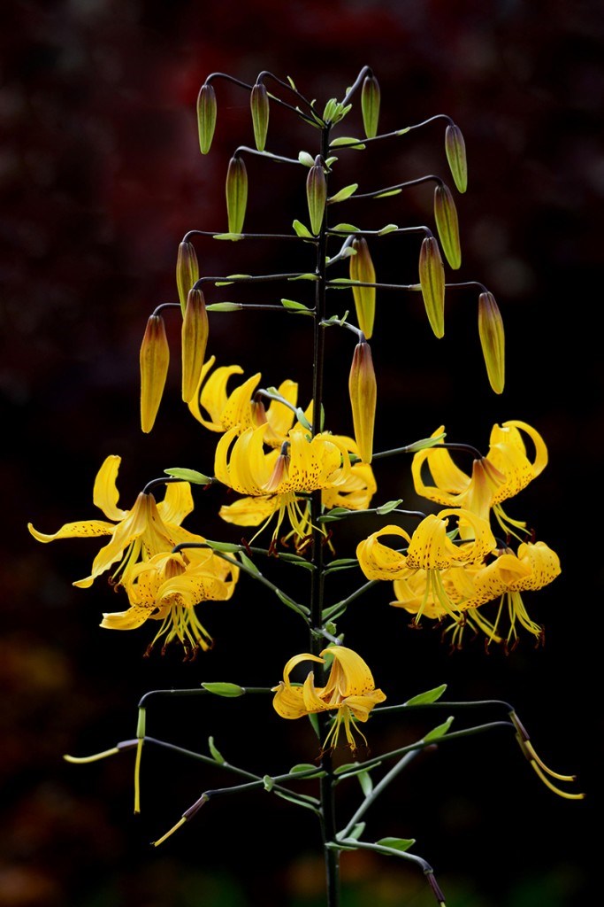 Like fireworks exploding in slow motion, the flowers of a yellow lily open and fizzle in ascending order. D'Haene was out walking his dog in Sarnia when he happened to notice this plant in a passing flower garden. Ronnie D'Haene
