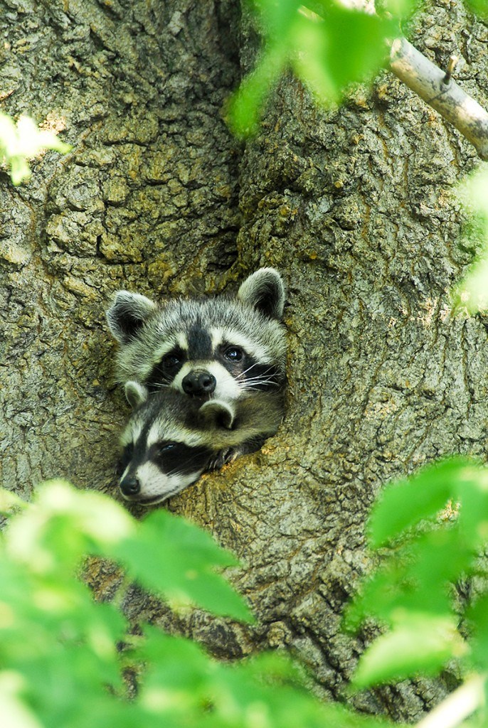 Hey mom, it's getting a little crowded in here! This image was taken in the backyard of north-end Sarnia home, where a growing family of five racoons had nested in a tree. Ronnie D'Haene