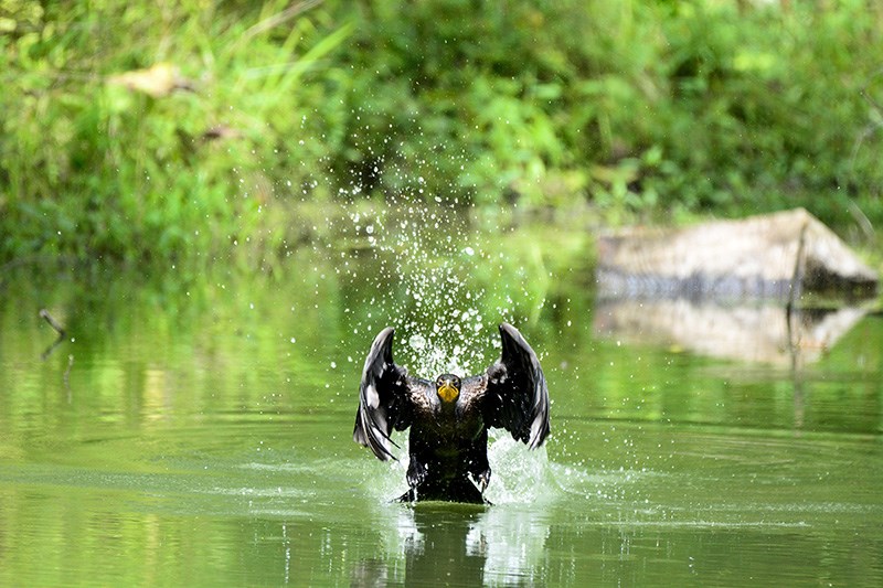 Da da da da da da da Batman. A cormorant swoops in for a landing on a small pond at D'Haene's Lambton County bushlot.