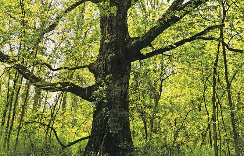 A giant oak tree in Sarnia&#8217;s Perch Creek Habitat Management Area.