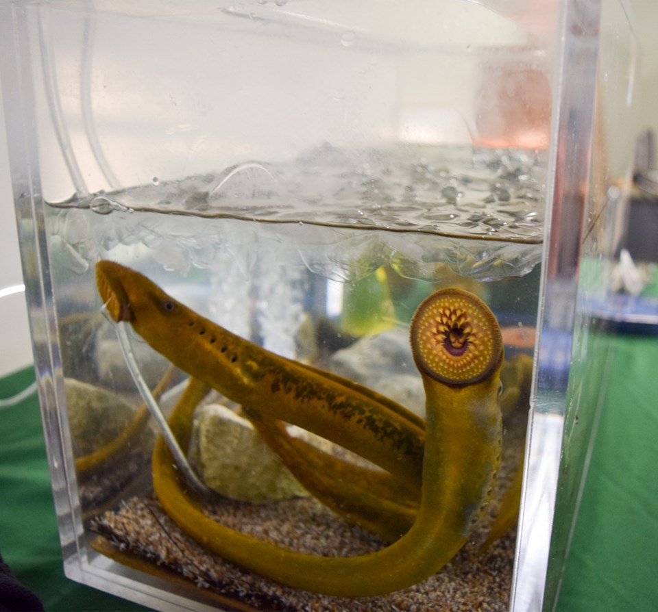 A tank of sea lamprey showing their mouth and teeth.Cathy Dobson