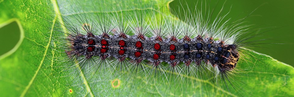 European gypsy moth caterpillar.