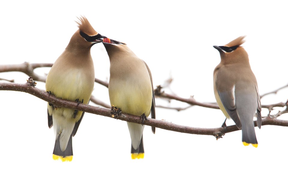 crop1_5005741 4g Cedar Waxwing feeds mate.