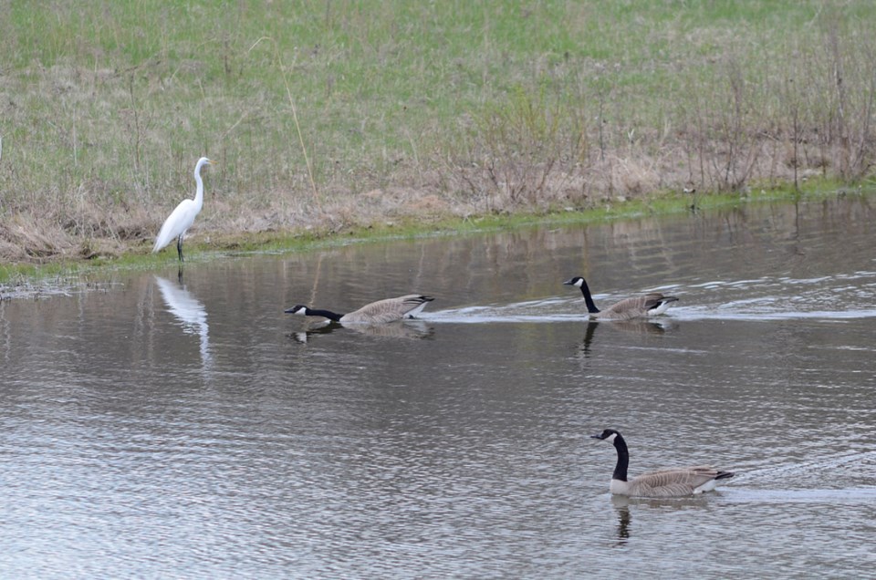 Egret and Canada geese on pond in rear field of Perch Creek