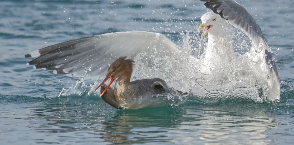 _5005286 4 Christina S. &#8216;Give me that fish!&#8217; Gull