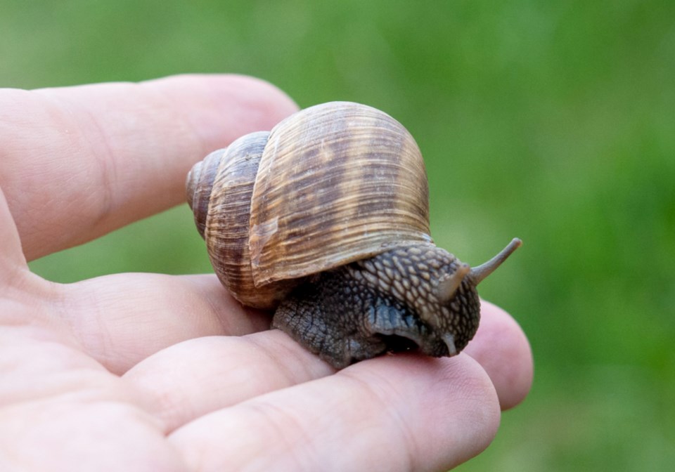 A Roman snail from Canatara Park. Troy Shantz
