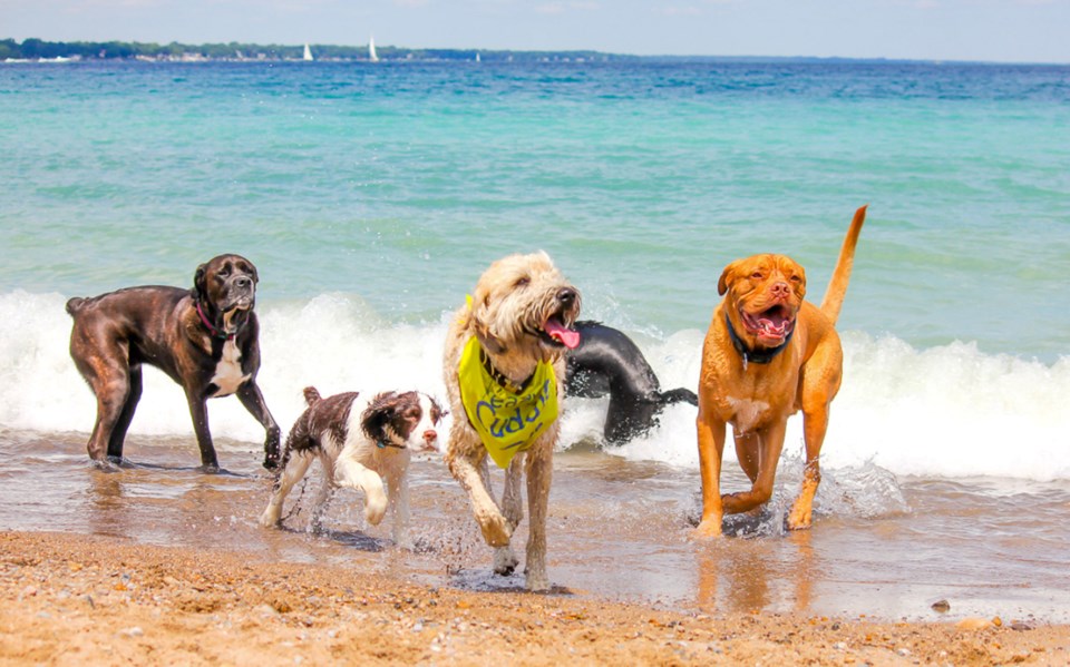 Beach fest dogs copy_1