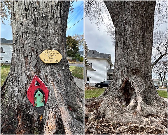 Before and after: the Fairy Tree. (Robert Dickieson)
