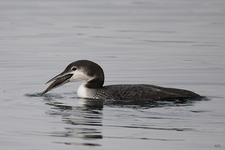 A loon grabs a fresh pickerel for lunch (Ronny D&#8217;Haene photo)