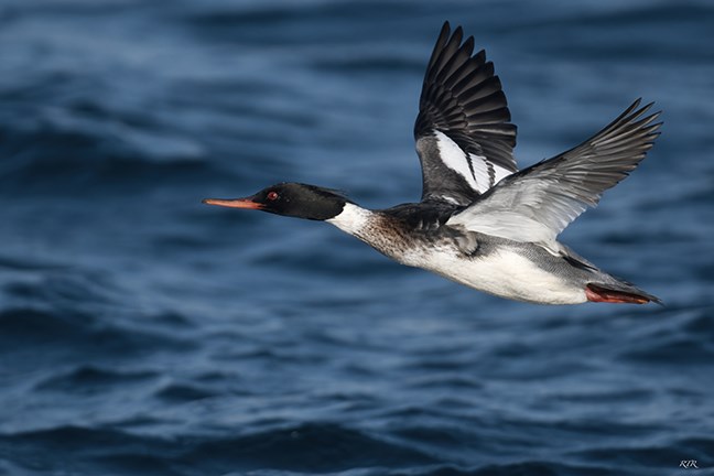 A male merganser flying across Sarnia Bay. (Ronny D’Haene)