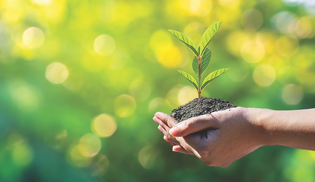 environment Earth Day In the hands of trees growing seedlings. Bokeh green Background Female hand holding tree on nature field grass Forest conservation concept