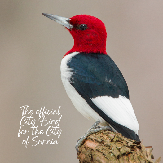 Sarnia's Official Bird.