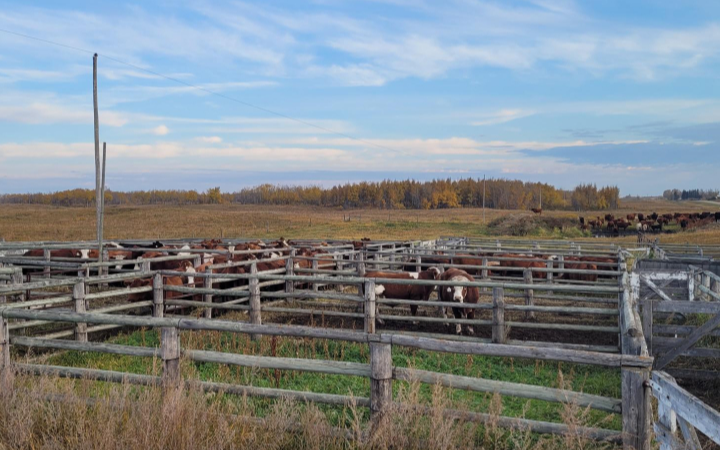 Feeder cattle prices in the red in last market update
