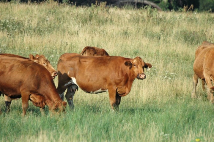 Anthrax confirmed in cattle in northwest Saskatchewan