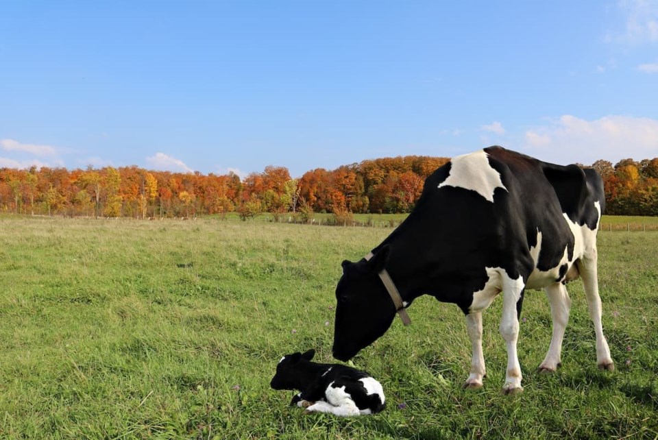livestock