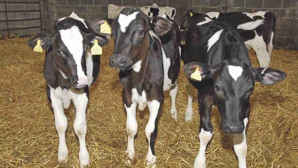 CALVES